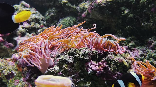 Sadly back anemone fish, black saddle Clownfish with yellow tail swimming underwater, coral reefs and seaweeds. Footage of actinia, amphiprioninae and exotic Amphiprion ocellaris, marine aquarium