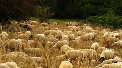 herd of sheep grazing on a meadow in beautiful evening light in summer 