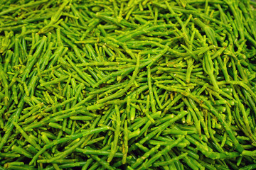 Green samphire sea bean salicornia for sale at a farmers market