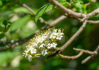 Japanischer Schneeball (Viburnum plicatum Mariesii) im April. Blühender weißer Schneeball im Frühling. - 263246484