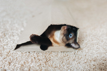 Siamese cat with blue eyes hiding in his house a cardboard box. Playful pet. A funny animal is...