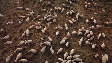 drone shot of a herd of sheep grazing on a meadow in beautiful evening light in summer 
