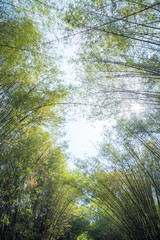 Fototapeta premium Fresh green bamboo grove