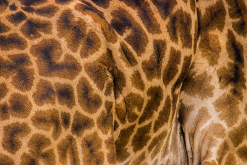 texture of a giraffe skin