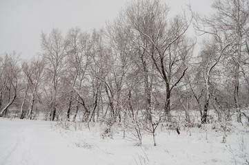 Winter day. River frozen - covered with ice and naked trees covered with white snow on there branches. Walking on nature