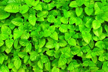 Green Leaves Background.