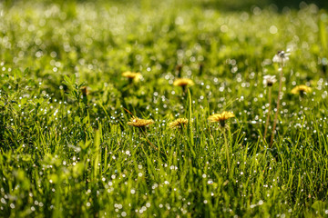 field of dandelions with dew. smal GRIP