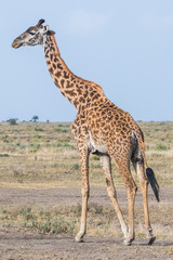Naklejka na ściany i meble giraffe in serengeti national park tanzania africa