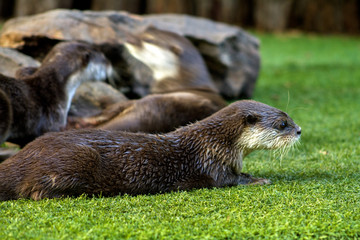 Small otters lie on the lawn..