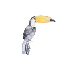 watercolor toucan