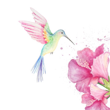 Watercolor Hummingbird With Flowers And Splashes