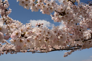 朝日町春の四重奏