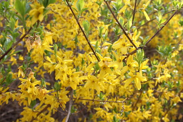 아름다운 봄꽃들