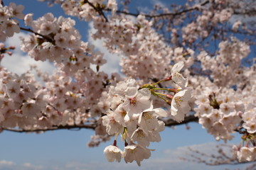 朝日町春の四重奏