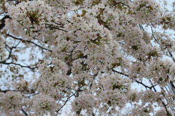 아름다운 봄꽃들