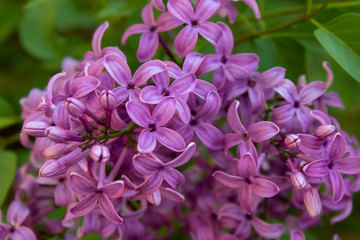 Fototapeta na wymiar Lilac Collection