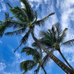 Obraz na płótnie Canvas Sunny palm trees swaying in wind
