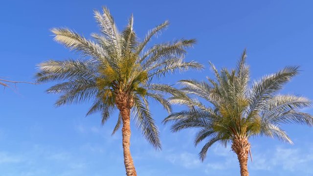 Palm Trees against the Blue Sky
