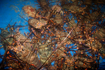 水揚げされたイセエビ