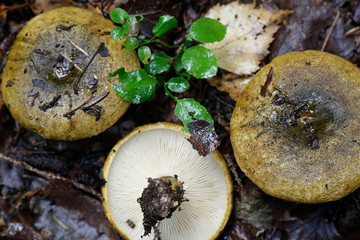 Ugly milk-cap or milkcap, Lactarius turpis, a wild edible mushroom from Finland