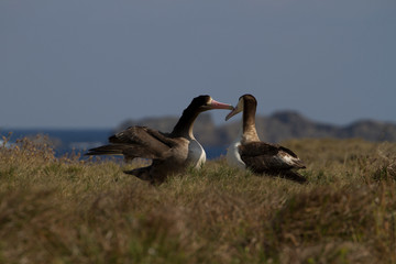 アホウドリのカップル