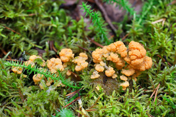 Apricot slime mold, Fuligo muscorum