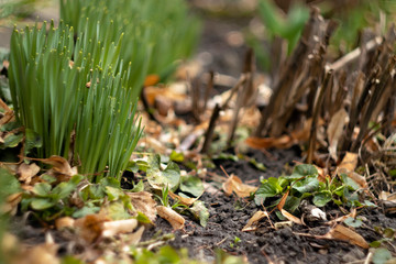 first spring flowers