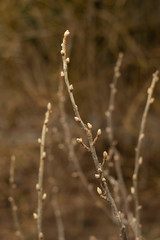 Young shoots of trees