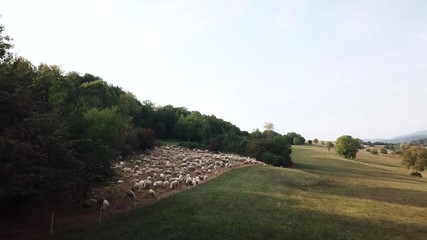 drone shot of a herd of sheep grazing on a meadow in beautiful evening light in summer 