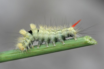 Pale tussock moth caterpillar, Calliteara pudibunda