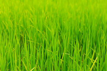 Fototapeta na wymiar green rice field grow in paddy farm in rainy season