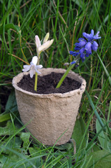 Fleurs rempotées dans un pot en fibres posé dans l'herbe 