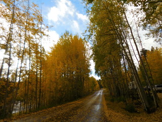 Arizona’s White Mountains Aspen and acorn Oak autumn colors near Big Lake and the high mountain log cabin community of Greer.