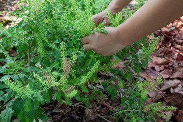 Naklejka na ściany i meble Hand keep the holy basil leaves at the beginning for cooking.