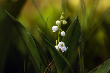 Lilies of the valley. Herb with fragrant white bells flowers. Dew drops. Morning.  Spring.