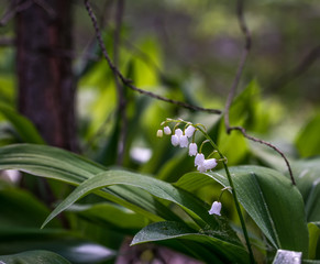 Obraz premium Lilies of the valley. Herb with fragrant white bells flowers. Dew drops. Morning. Spring.
