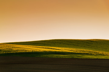 Sunset above the large yellow colza field