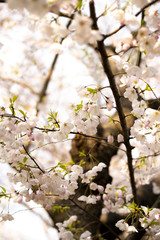 桜-Cherry Blossom2