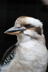 Portrait of a laughing kookaburra ,dacelo novaeguineae, with big beak. Blue-winged kookaburra. Australia.