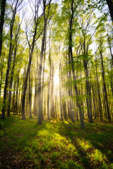 Sun rays in the beautiful green forest.