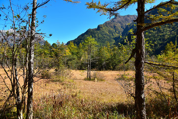 上高地　秋の田代湿原