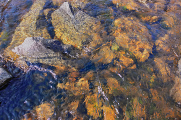 Water streams of a mountain river washing stones covered with colored moss.