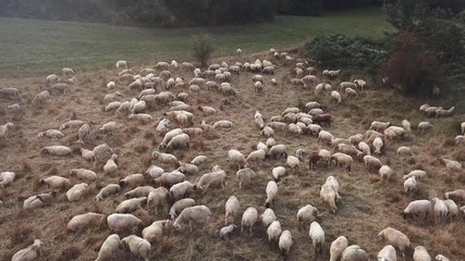drone shot of a herd of sheep grazing on a meadow in beautiful evening light in summer 