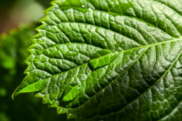 Foglia e goccia d'acqua