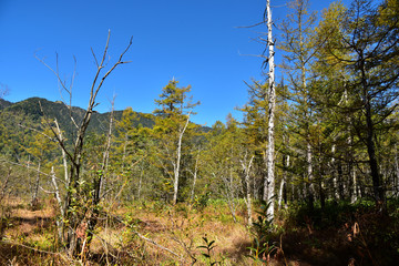Fototapeta premium 上高地 秋の田代湿原