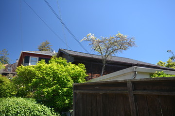 Spring Impressions from Berkeley near San Francisco and Oakland in Alameda County on May 3, 2017, California USA