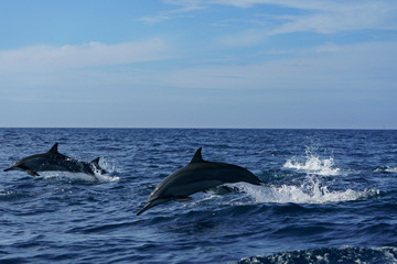 Naklejka premium ジャンプするハシナガイルカ 小笠原