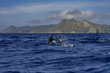 ジャンプするハシナガイルカ　小笠原