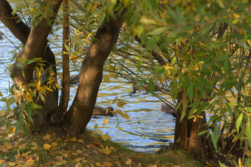 Sunlight through Trees, autumn forest