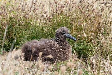 クロアシアホウドリのヒナ